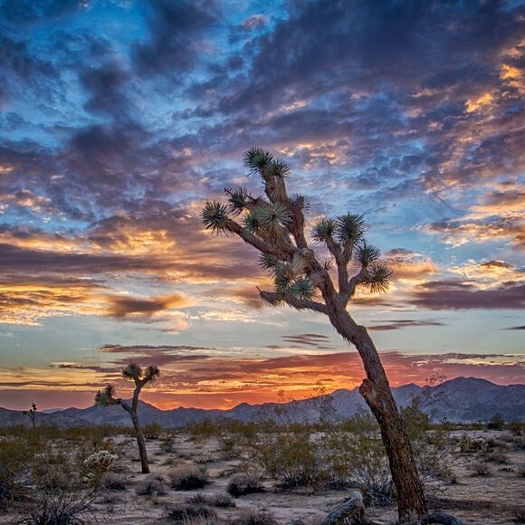 Some Amazing JT sunsets! - Picture 6 of 16